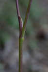 Hairy angelica